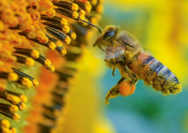 حقائق مذهلة لا تعرفها عن النحل